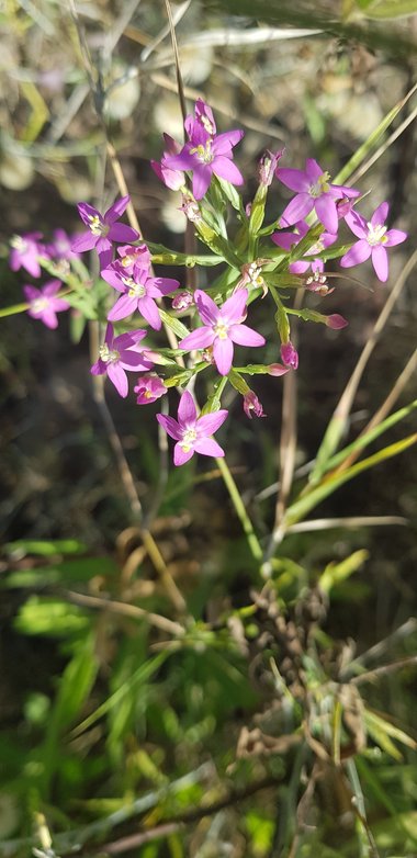 صورة عامة، شهر حزيران. هذه الصورة مرخصة تحت المشاع الاٍبداعي نسب المصنف - غير تجاري 4.0