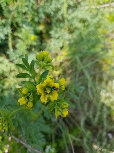 الأزهار، شهر شباط. هذه الصورة مرخصة تحت المشاع الاٍبداعي نسب المصنف - غير تجاري 4.0