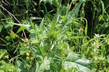Leaves, March. This photo is available under the Creative Commons CC-BY-NC 4.0 License.