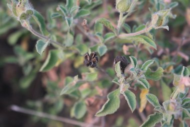 الأوراق، شهر أيار. هذه الصورة مرخصة تحت المشاع الإبداعي نسب المصنف - غير تجاري 4.0