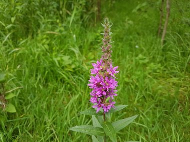 ويكيداتا. مرخص بموجب رخصة المشاع الإبداعي نسبة المصنف إِلى مؤلفه - المشاركة بالمثل 3.0 العامة.