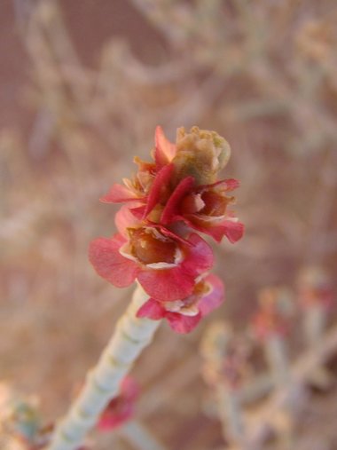 نسب المصنف - غير تجاري 4.0 دولي (CC BY-NC 4.0)- i naturalist.