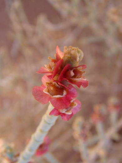 Via inaturalist. Licensed under Attribution-NonCommercial 4.0.International.