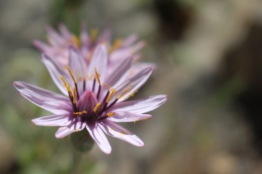 Flowers, April. This photo is available under the Creative Commons CC-BY-NC 4.0 License.