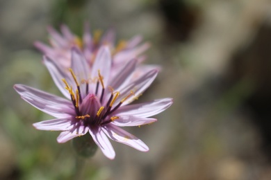 Flowers, April. This photo is available under the Creative Commons CC-BY-NC 4.0 License.