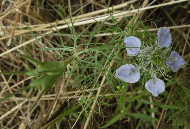 ويكيداتا. مرخص بموجب رخصة المشاع الإبداعي نسبة المصنف إِلى مؤلفه - المشاركة بالمثل 3.0 العامة.