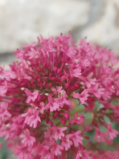 Flowers, May. This photo is available under the Creative Commons CC-BY-NC 4.0 License.