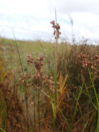 Via inaturalist. Licensed under Attribution-NonCommercial 4.0.International.