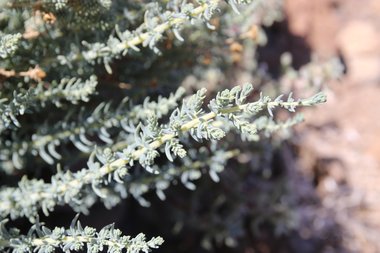 نسب المصنف - غير تجاري 4.0 دولي (CC BY-NC 4.0)- i naturalist.