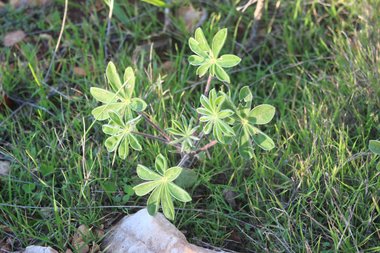Leaves, January. This photo is available under the Creative Commons CC-BY-NC 4.0 License.