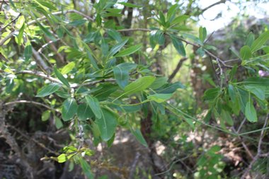 الأوراق، شهر آذار. هذه الصورة مرخصة تحت المشاع الاٍبداعي نسب المصنف - غير تجاري 4.0