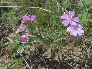 نسب المصنف - غير تجاري 4.0 دولي (CC BY-NC 4.0)- i naturalist.