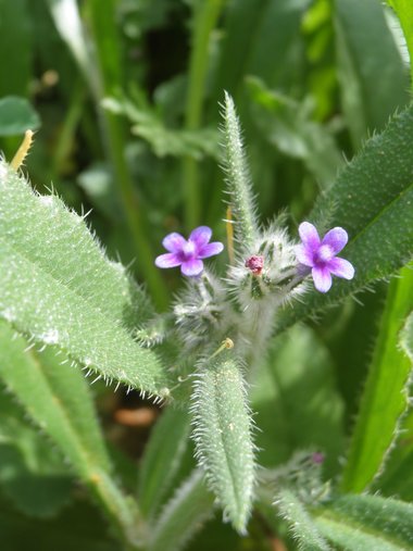 ويكيداتا. مرخص بموجب رخصة المشاع الإبداعي نسبة المصنف إِلى مؤلفه - المشاركة بالمثل 3.0 العامة.