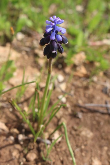 صورة عامة، شهر آذار. هذه الصورة مرخصة تحت المشاع الاٍبداعي نسب المصنف - غير تجاري 4.0
