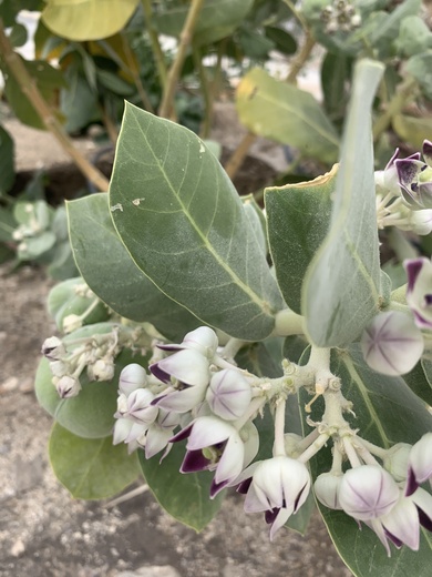 Flowers & Leaves, May. This photo is available under the Creative Commons CC-BY-NC 4.0 License.