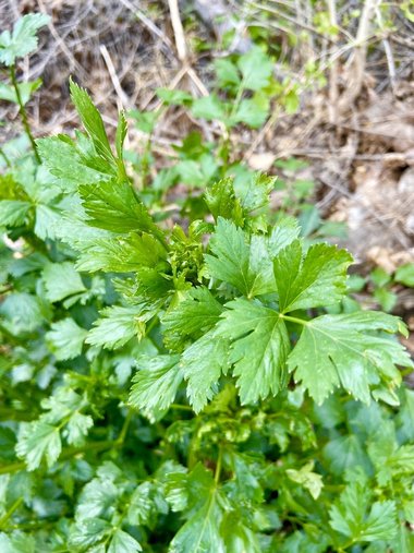 نسب المصنف - غير تجاري 4.0 دولي (CC BY-NC 4.0)- i naturalist.