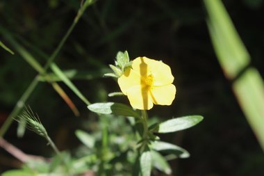 الأزهار، شهر نيسان. هذه الصورة مرخصة تحت المشاع الاٍبداعي نسب المصنف - غير تجاري 4.0