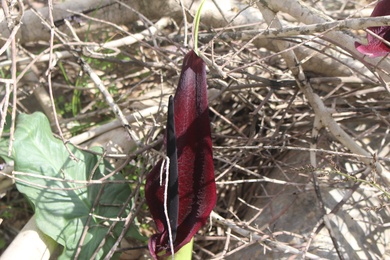 Flower, April. This photo is available under the Creative Commons CC-BY-NC 4.0 License.