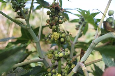 البراعم، شهر نيسان. هذه الصورة مرخصة تحت المشاع الاٍبداعي نسب المصنف - غير تجاري 4.0