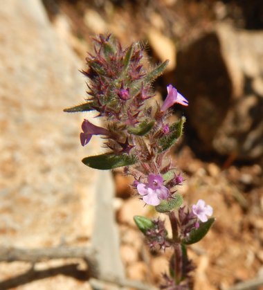 Flowers, April. This photo is available under the Creative Commons CC-BY-NC 4.0 License.