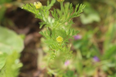 الأوراق، شهر نيسان. هذه الصورة مرخصة تحت المشاع الاٍبداعي نسب المصنف - غير تجاري 4.0