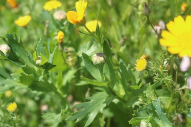 Flower Bud & Leaves, March. This photo is available under the Creative Commons CC-BY-NC 4.0 License.