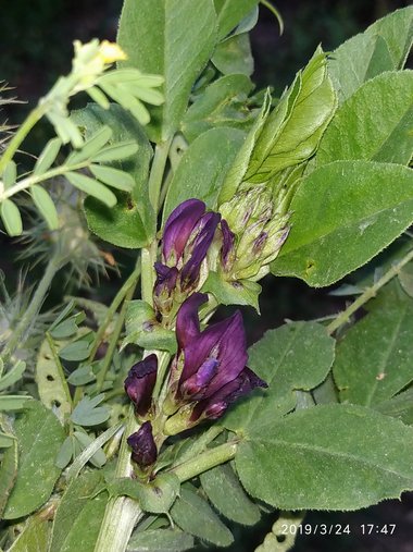 الأزهار و الأوراق، شهر آذار. هذه الصورة مرخصة تحت المشاع الاٍبداعي نسب المصنف - غير تجاري 4.0