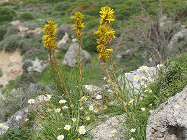نسب المصنف - غير تجاري 4.0 دولي (CC BY-NC 4.0)- i naturalist.