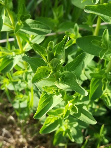 نسب المصنف - غير تجاري 4.0 دولي (CC BY-NC 4.0)- i naturalist.