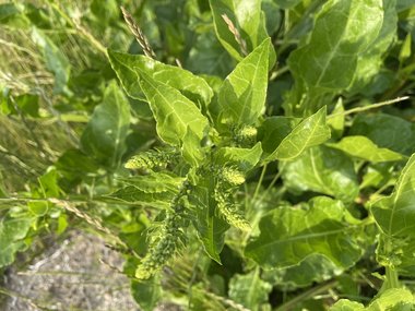 نسب المصنف - غير تجاري 4.0 دولي (CC BY-NC 4.0)- i naturalist.