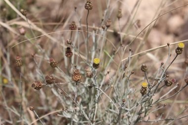 الأزهار، شهر أيار. هذه الصورة مرخصة تحت المشاع الاٍبداعي نسب المصنف - غير تجاري 4.0