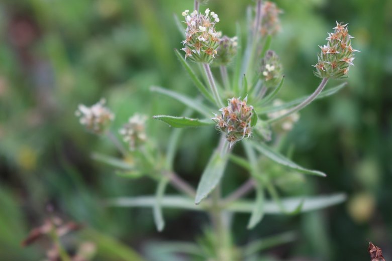Flowers & Leaves, March. This photo is available under the Creative Commons CC-BY-NC 4.0 License.