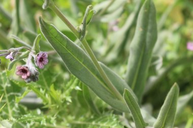 الأوراق، شهر نيسان. هذه الصورة مرخصة تحت المشاع الاٍبداعي نسب المصنف - غير تجاري 4.0