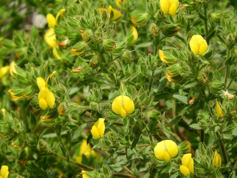 Via inaturalist. Licensed under Attribution-NonCommercial 4.0.International.