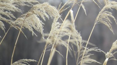 نسب المصنف - غير تجاري 4.0 دولي (CC BY-NC 4.0)- i naturalist.