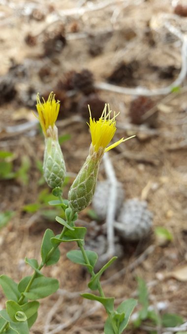 نسب المصنف - غير تجاري 4.0 دولي (CC BY-NC 4.0)- i naturalist.