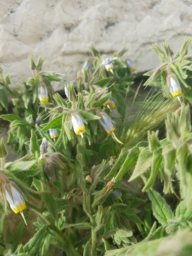 الأزهار والأوراق، شهر نيسان. هذه الصورة مرخصة تحت المشاع الإبداعي نسب المصنف - غير تجاري 4.0