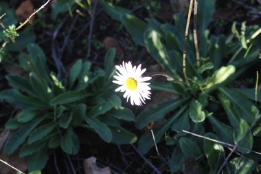 Flower & Leaves, February. This photo is available under the Creative Commons CC-BY-NC 4.0 License.