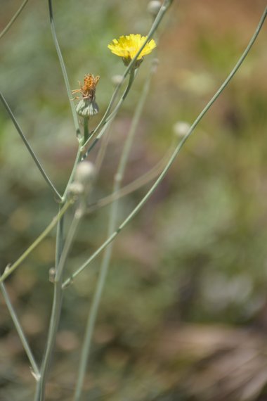 الأزهار والغصن، شهر ايار. هذه الصورة مرخصة تحت المشاع الاٍبداعي نسب المصنف - غير تجاري 4.0