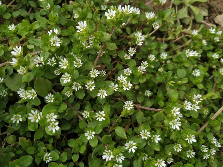 Via inaturalist. Licensed under Attribution-NonCommercial 4.0.International.