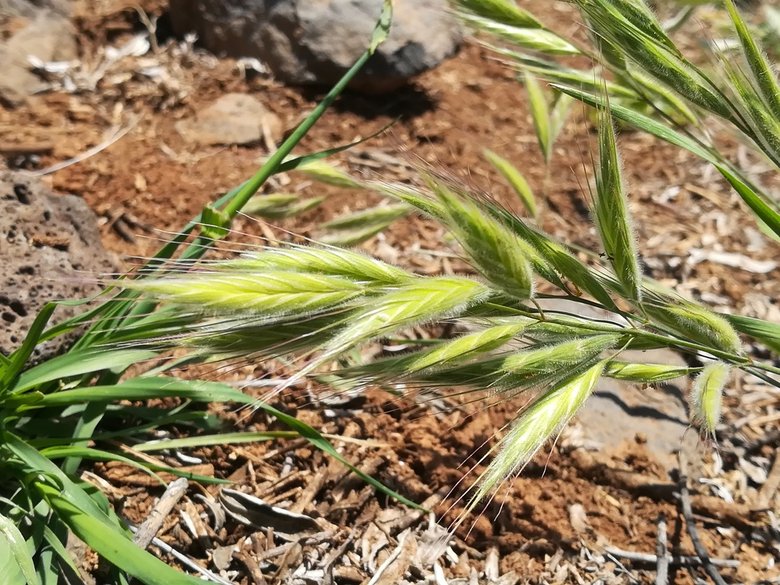 نسب المصنف - غير تجاري 4.0 دولي (CC BY-NC 4.0)- i naturalist.