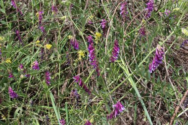 صورة عامة، شهر أيار. هذه الصورة مرخصة تحت المشاع الاٍبداعي نسب المصنف - غير تجاري 4.0