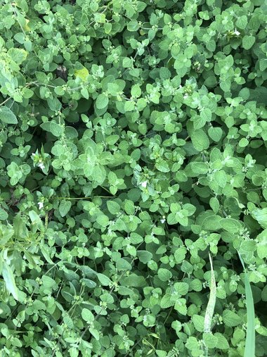 صورة عامة، شهر أيار. هذه الصورة مرخصة تحت المشاع الاٍبداعي نسب المصنف - غير تجاري 4.0