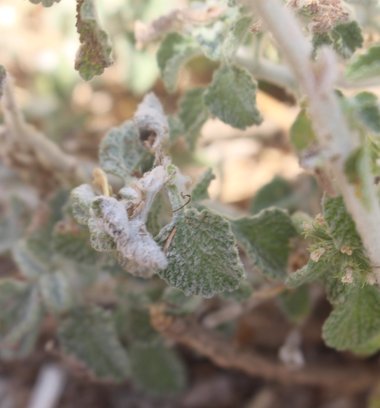 Leaves, June. This photo is available under the Creative Commons CC-BY-NC 4.0 License.