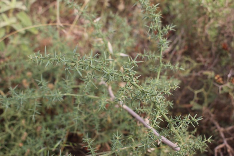 الأوراق، شهر أيار. هذه الصورة مرخصة تحت المشاع الاٍبداعي نسب المصنف - غير تجاري 4.0