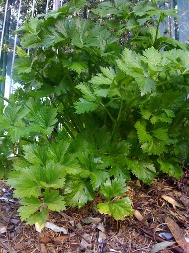 ويكيداتا. مرخص بموجب رخصة المشاع الإبداعي نسبة المصنف إِلى مؤلفه - المشاركة بالمثل 3.0 العامة.