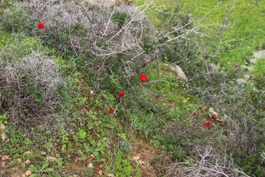 صورة عامة، شهر شباط. هذه الصورة مرخصة تحت المشاع الاٍبداعي نسب المصنف - غير تجاري 4.0