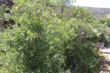 صورة عامة، شهر نيسان. هذه الصورة مرخصة تحت المشاع الاٍبداعي نسب المصنف - غير تجاري 4.0