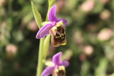 صورة عامة، شهر نيسان. هذه الصورة مرخصة تحت المشاع الاٍبداعي نسب المصنف - غير تجاري 4.0