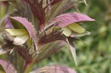 Flowers, April. This photo is available under the Creative Commons CC-BY-NC 4.0 License.